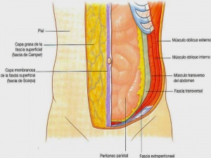 Pared abdominal.jpg