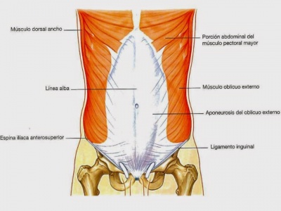 Pared abdominal 2.jpg